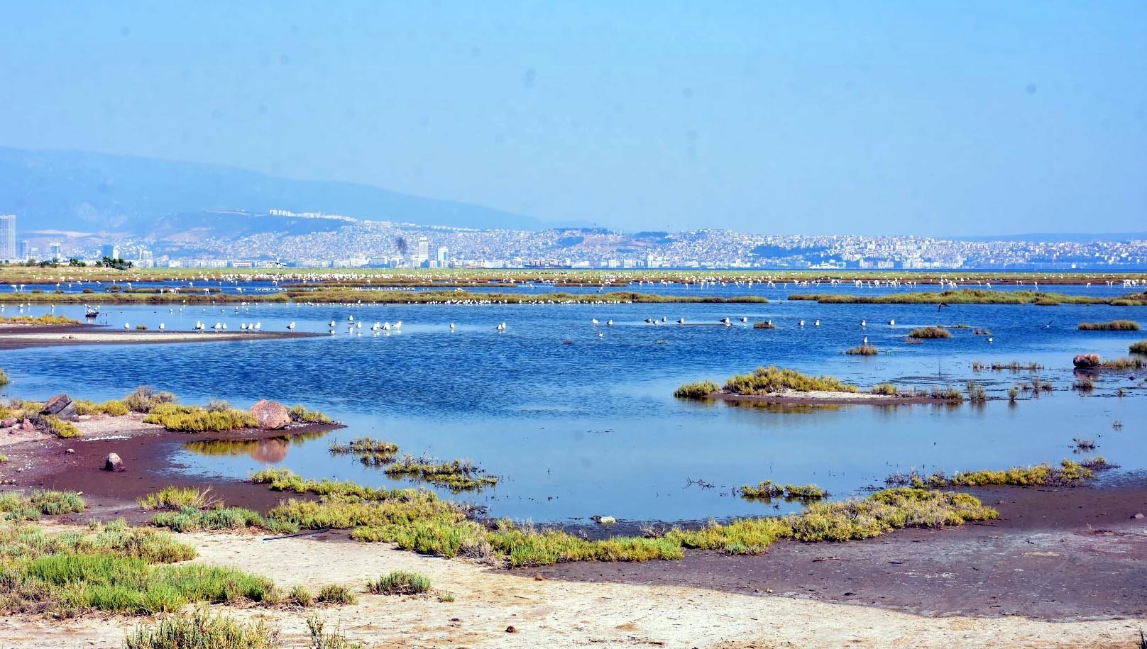 Tuz gölünden sonra Gediz Deltasında ölü flamingolar bulundu