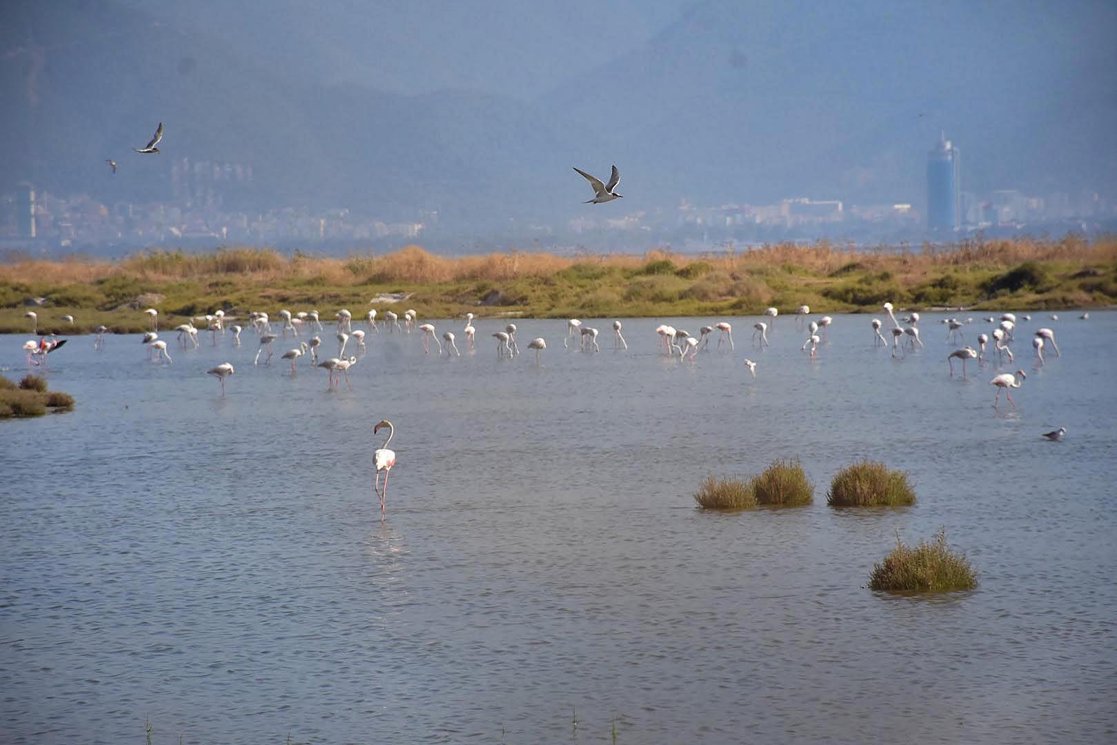 Tuz gölünden sonra Gediz Deltasında ölü flamingolar bulundu