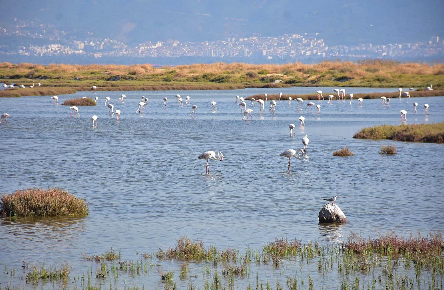 Tuz gölünden sonra Gediz Deltasında ölü flamingolar bulundu