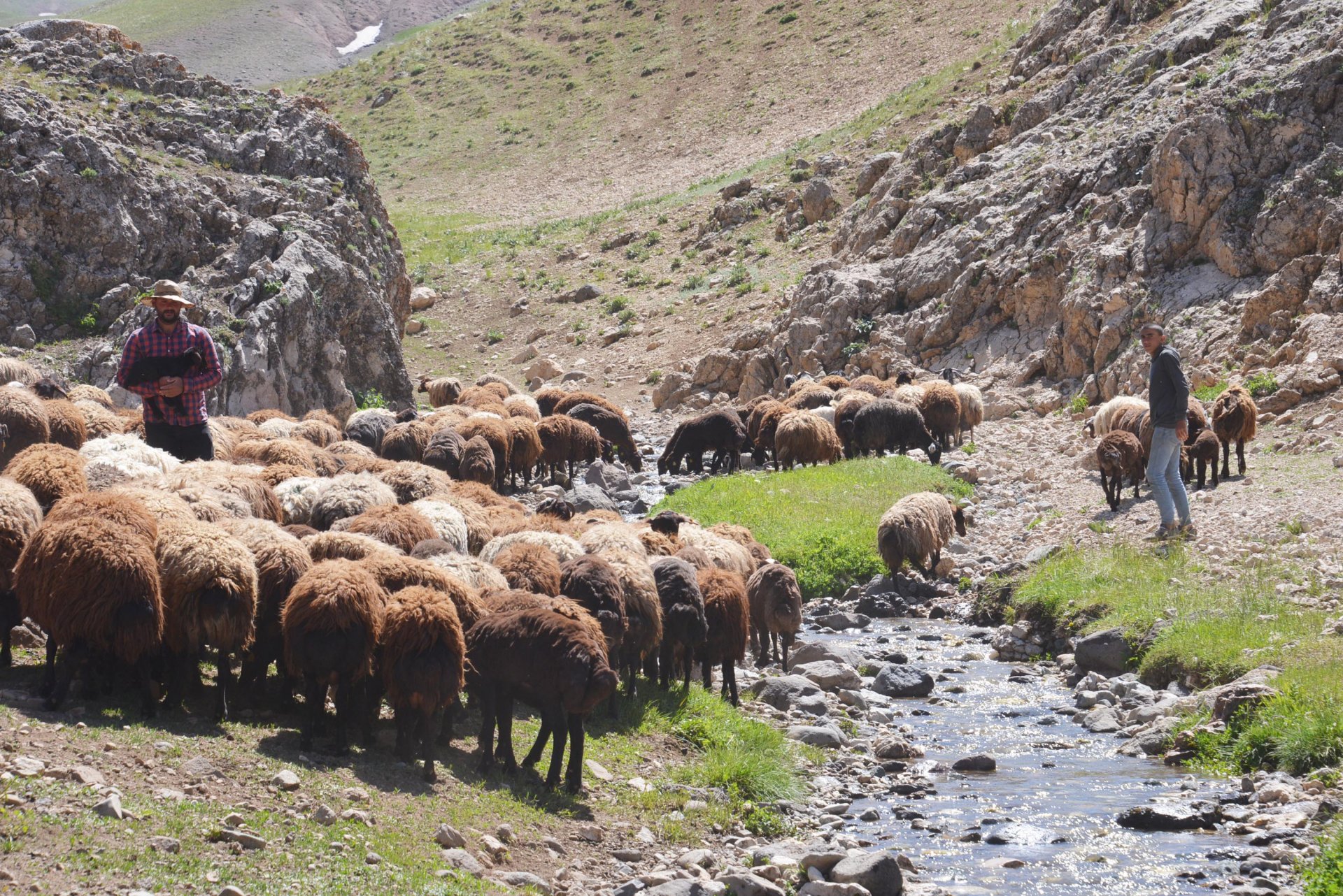 Erzurum'daki kuraklık besicileri endişelendiriyor