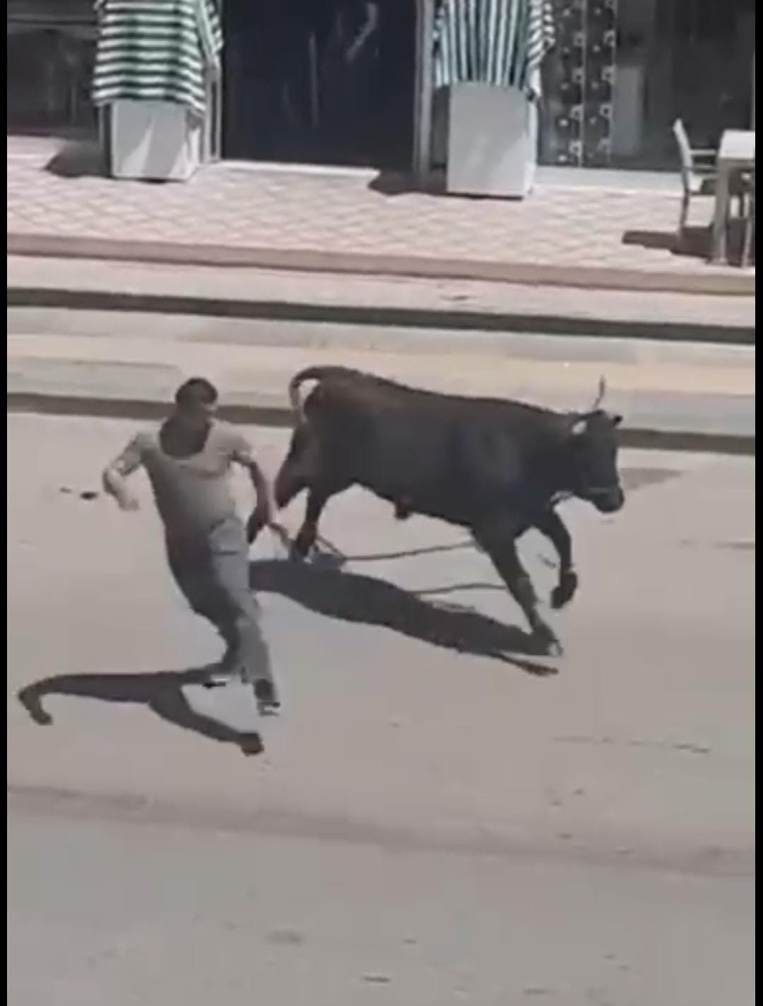 Sahibinin elinden kaçan kurbanlık boğa kafeteryaya girdi!