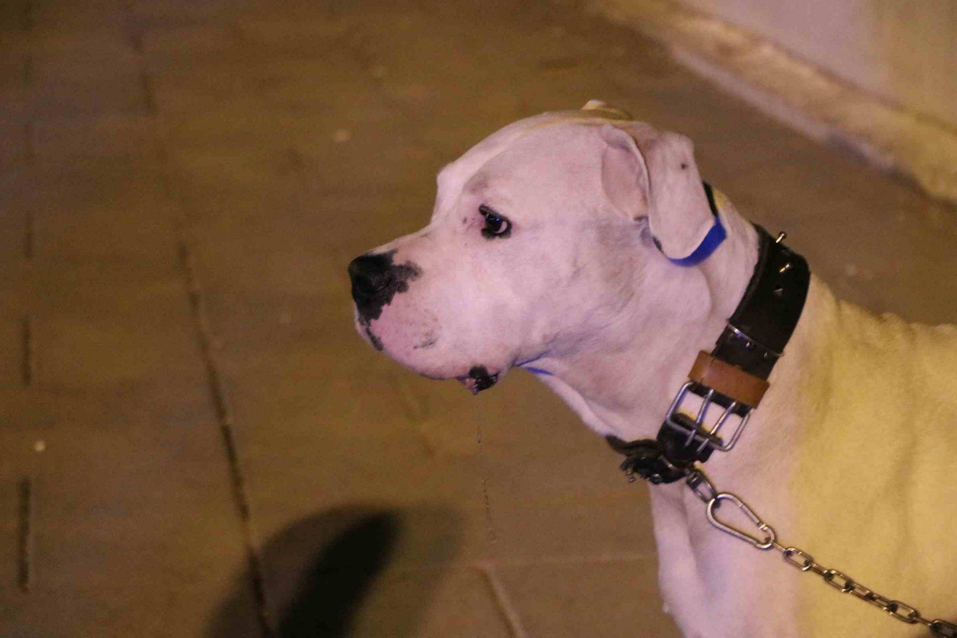 Böyle ölüm olmaz, köpeğini gezdirirken sebepsiz yere öldürüldü