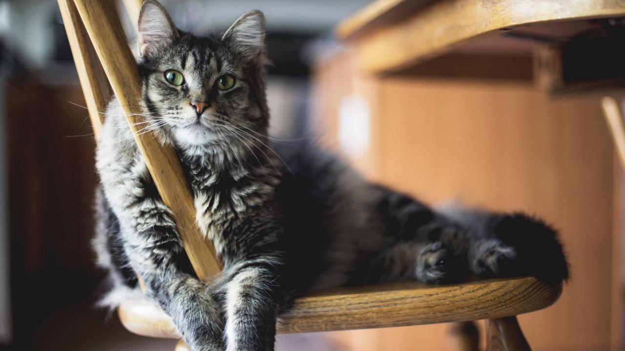 kedi beslemenin bilimsel olarak kanitlanmis yararlarini duyunca cok sasiracaksiniz kedinin sagliga faydalari