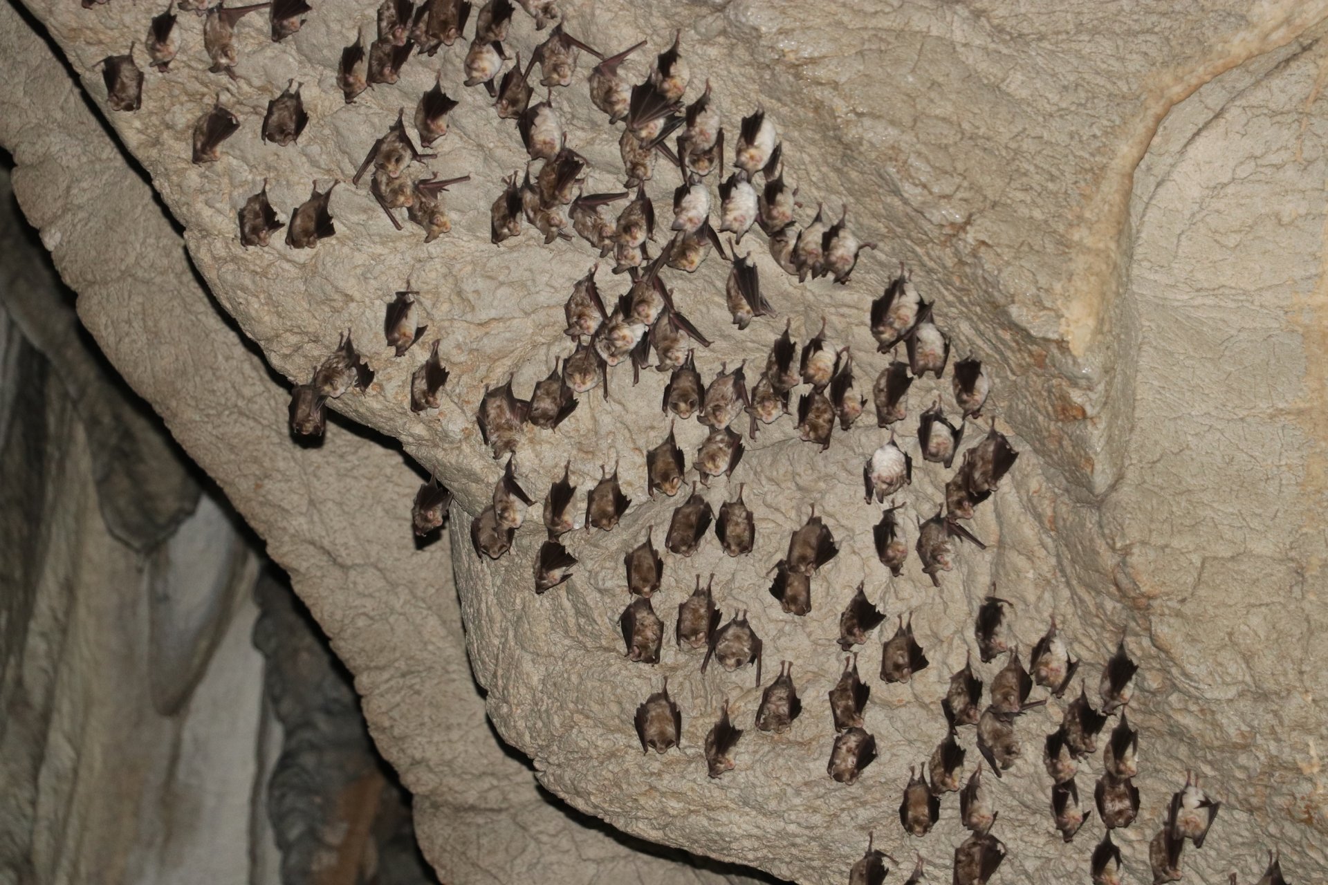 Birkleyn Mağaraları, turizme kazandırılacak