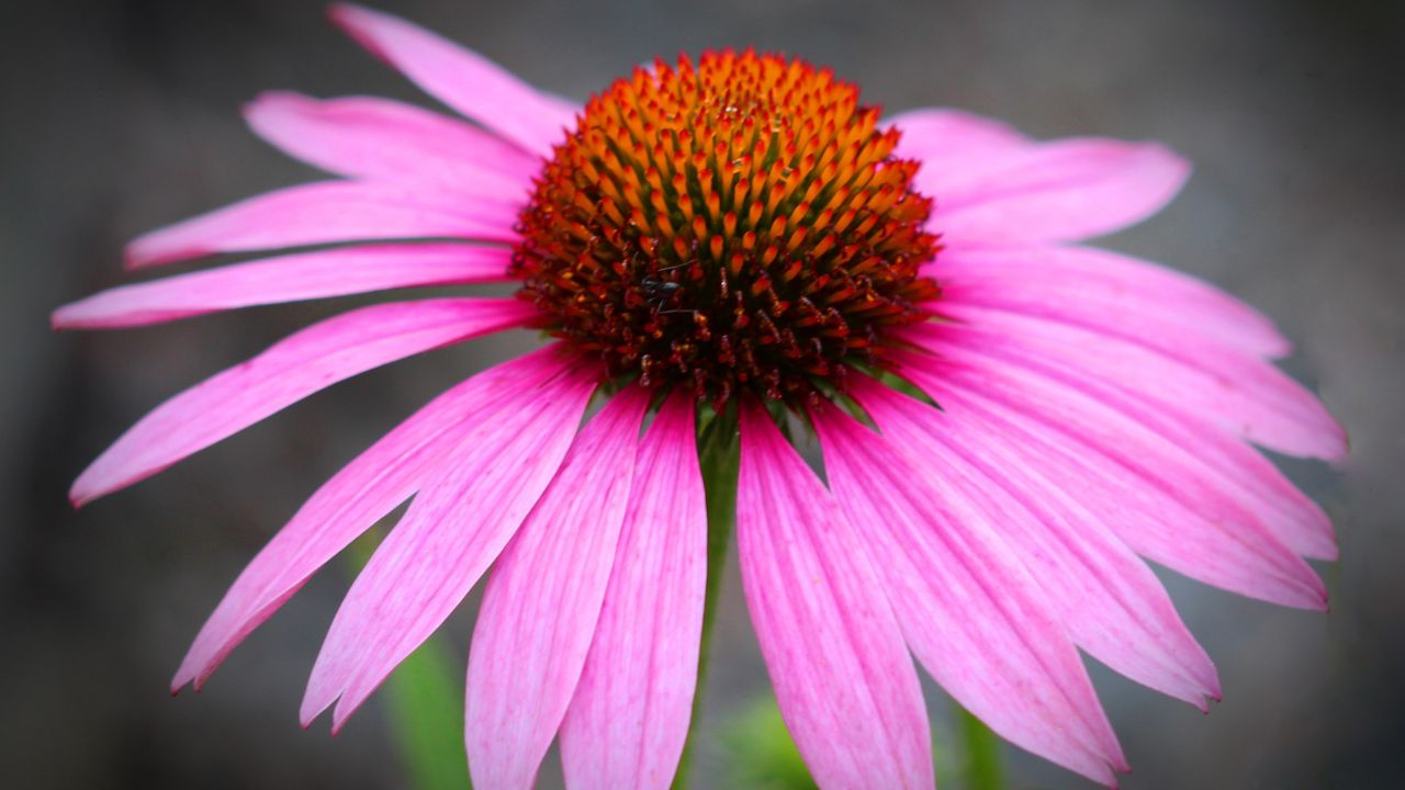 Echinacea purpurea Herb