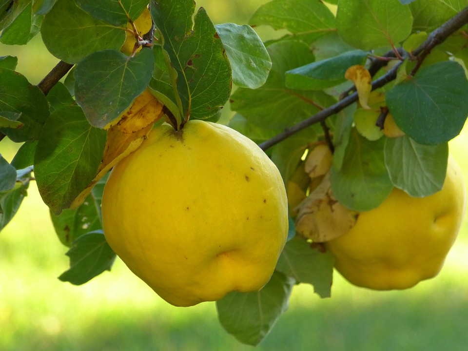 quince-65178-960-720.jpg