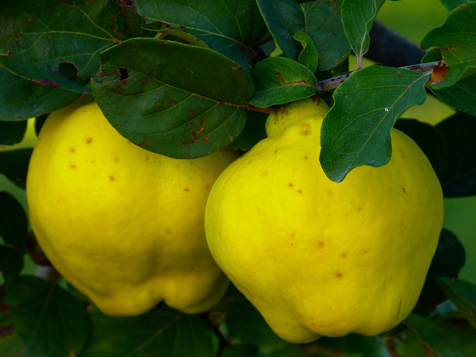 quince-65184-960-720.jpg
