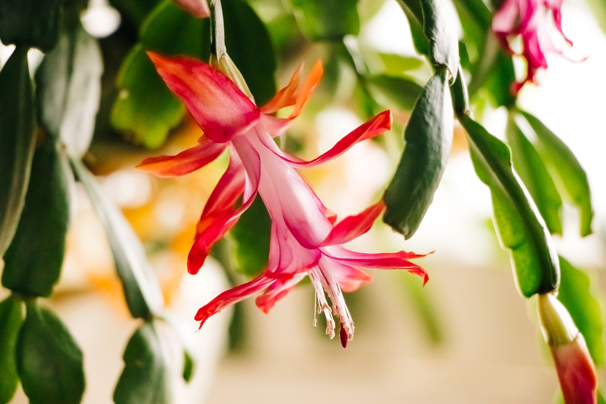 beautiful-spring-schlumbergera-flower-close-up-pink-bud-of-zygocactus-home-plants-and-gardening.jpg