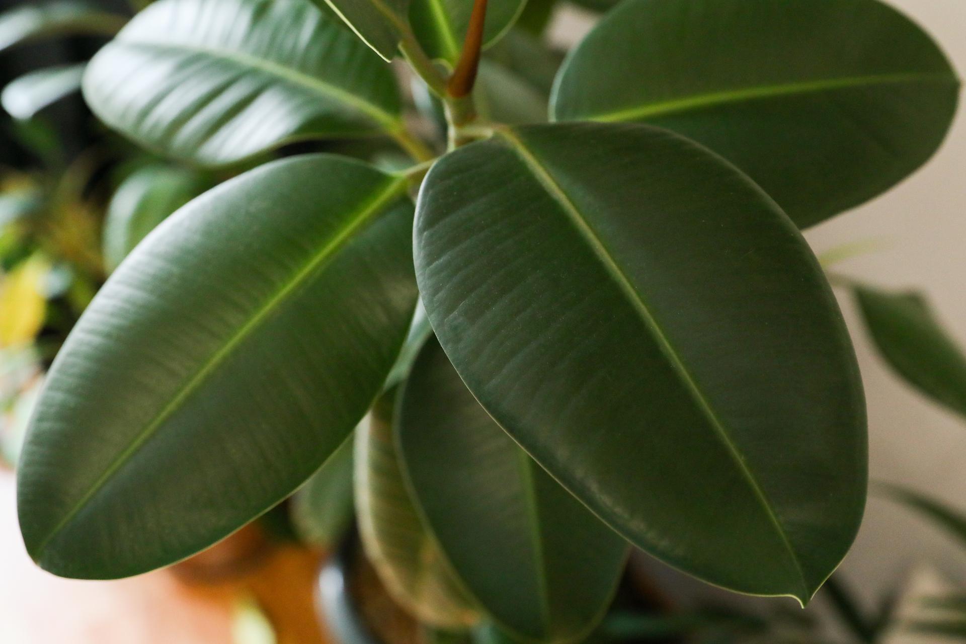 gf-chj1-gj3k-57w4-fikus-sprezysty-czyli-ficus-elastica-1920x1080-nocrop.jpg