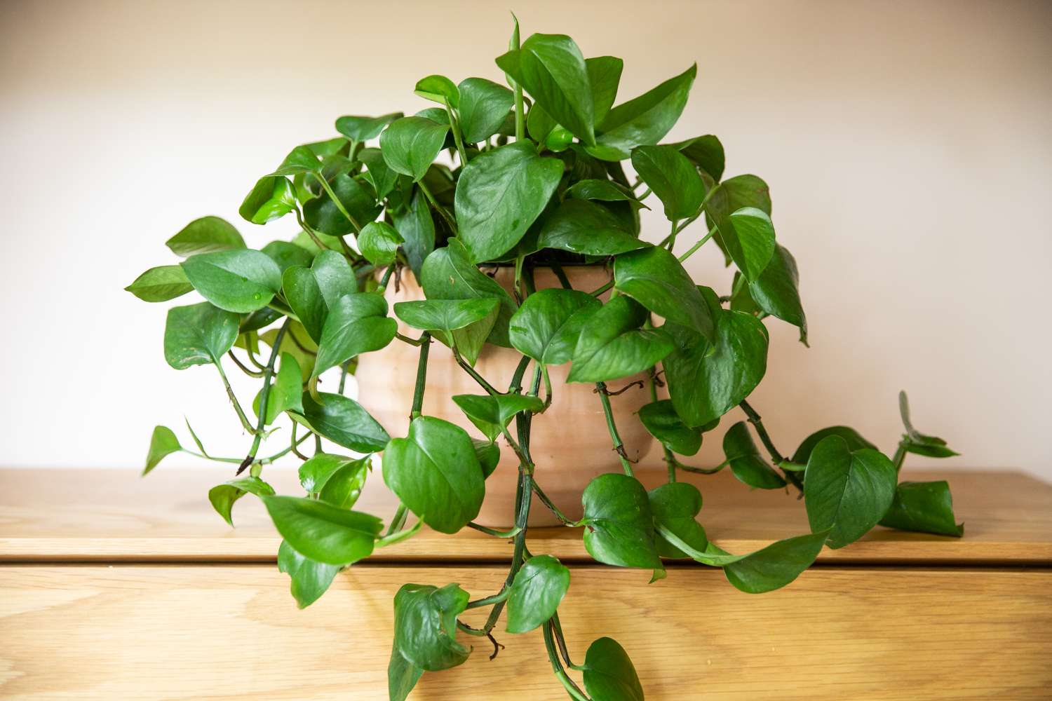 how-to-make-pothos-fuller-5324082-hero-57b72aa5638a4653a938b6130d555dac.jpg
