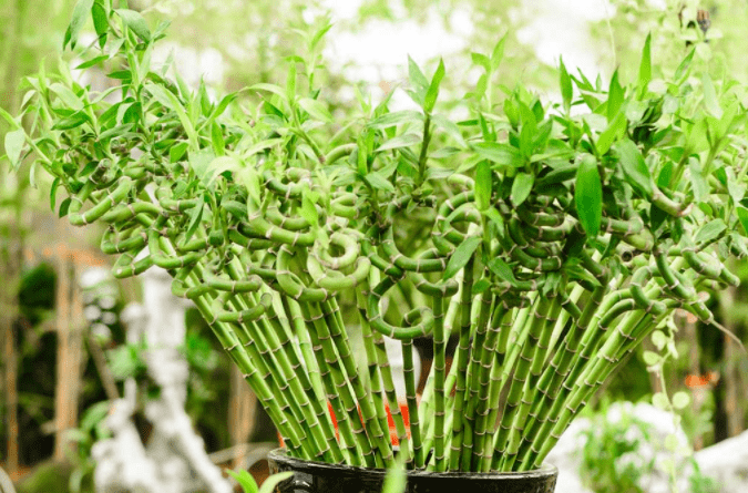 httpsm-fnp-comarticleinteresting-facts-about-lucky-bamboo-plant.png